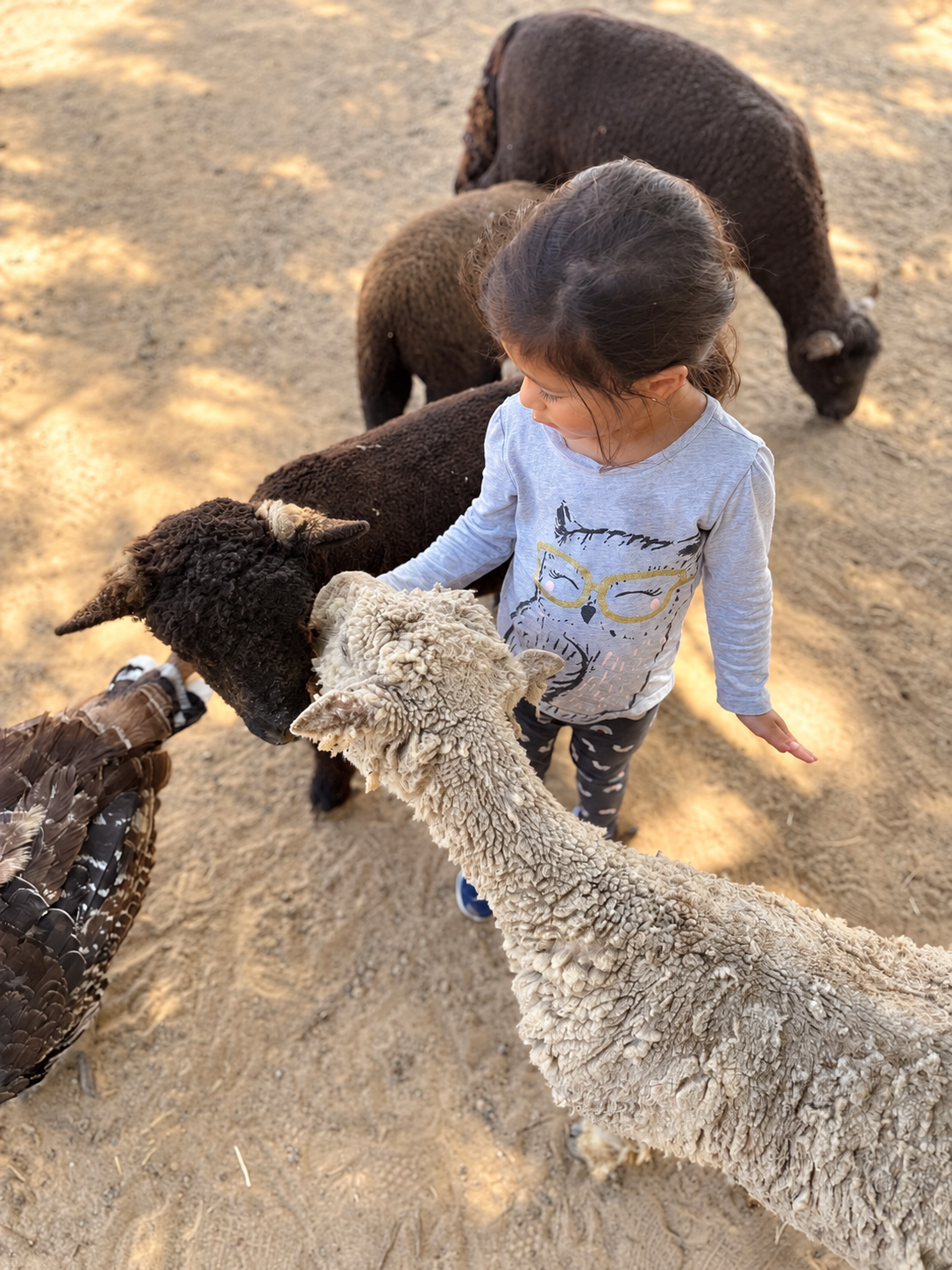 Aria gently petting the animals at the petting zoo