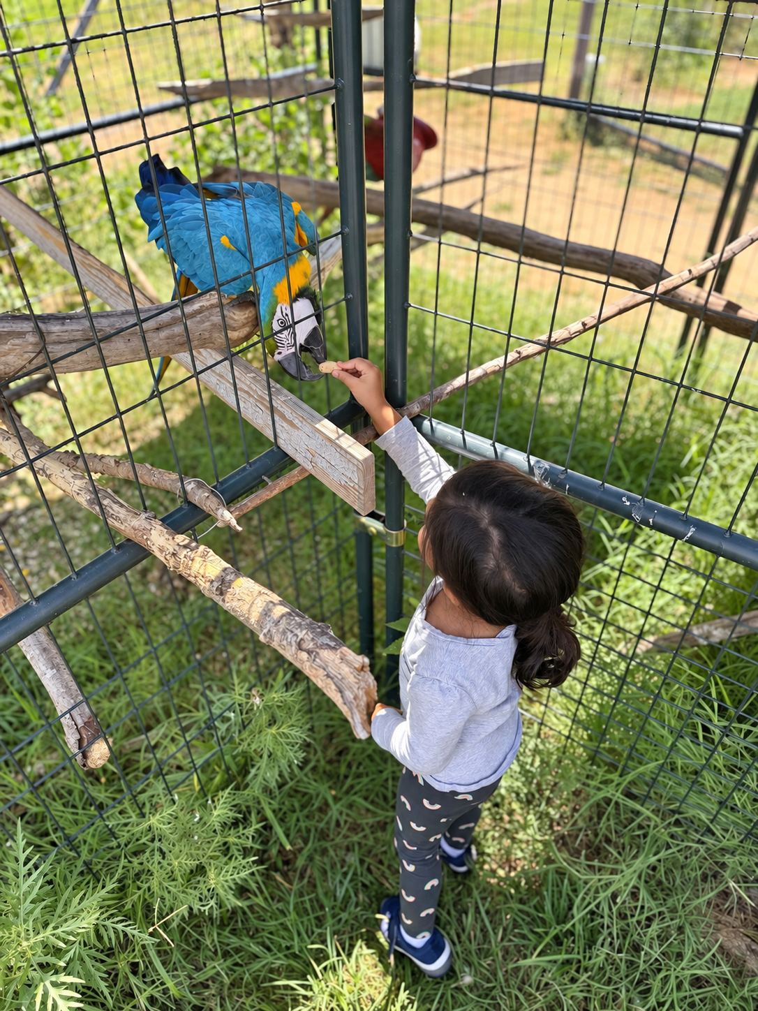 Aria feeding a blue parrot through the fence
