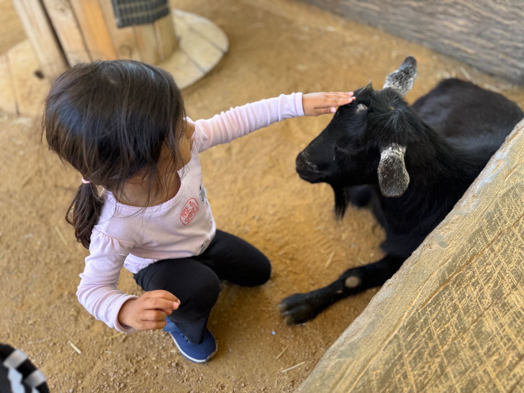 Aria petting a black goat that leans into her hand