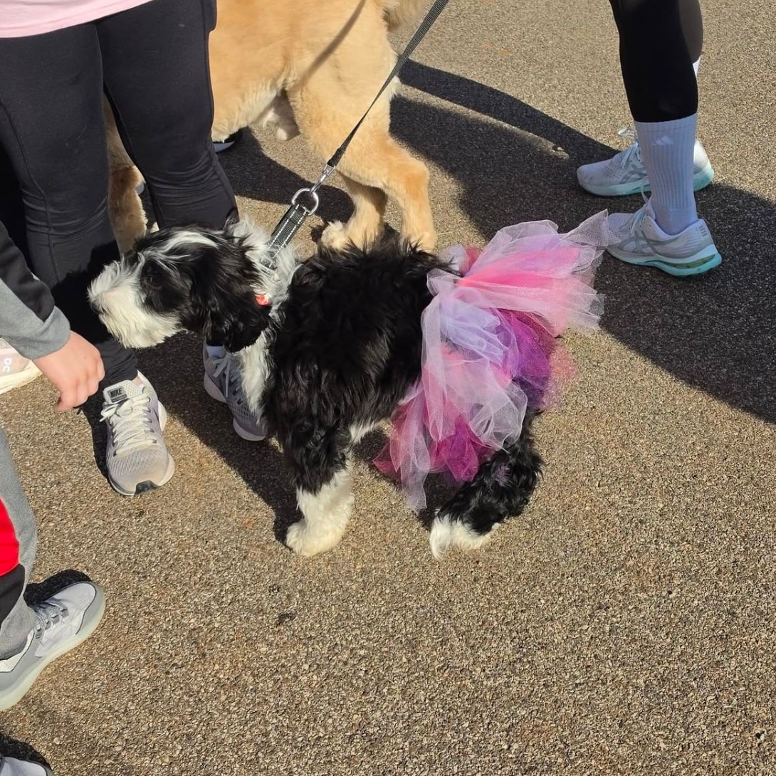A puppy wearing a pink tutu at Aria's Race